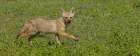 Golden jackal, Serengeti National Park, Tanzania, Africa Art Print